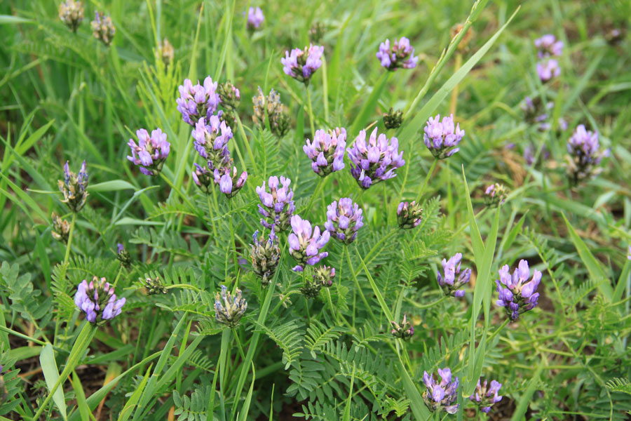 Изображение особи Astragalus danicus.