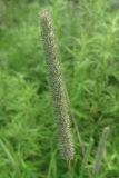 Phleum pratense