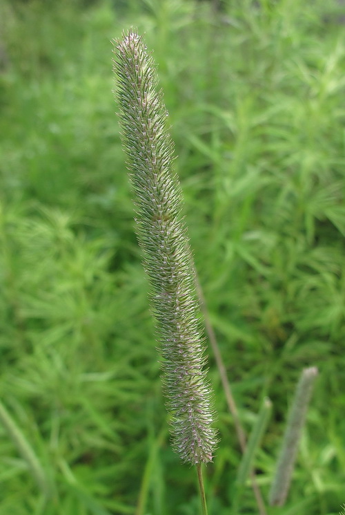 Image of Phleum pratense specimen.