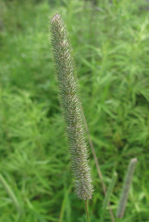 Изображение особи Phleum pratense.