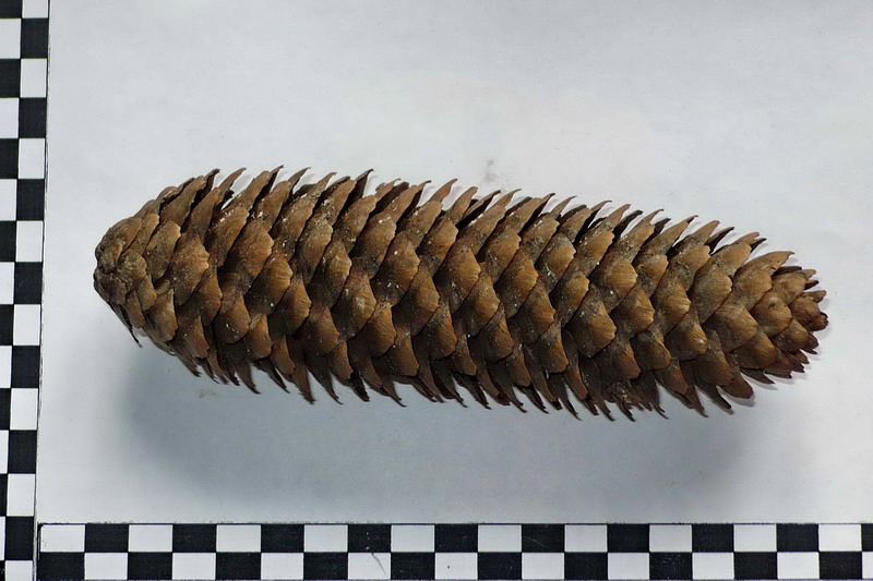 Image of Picea abies specimen.