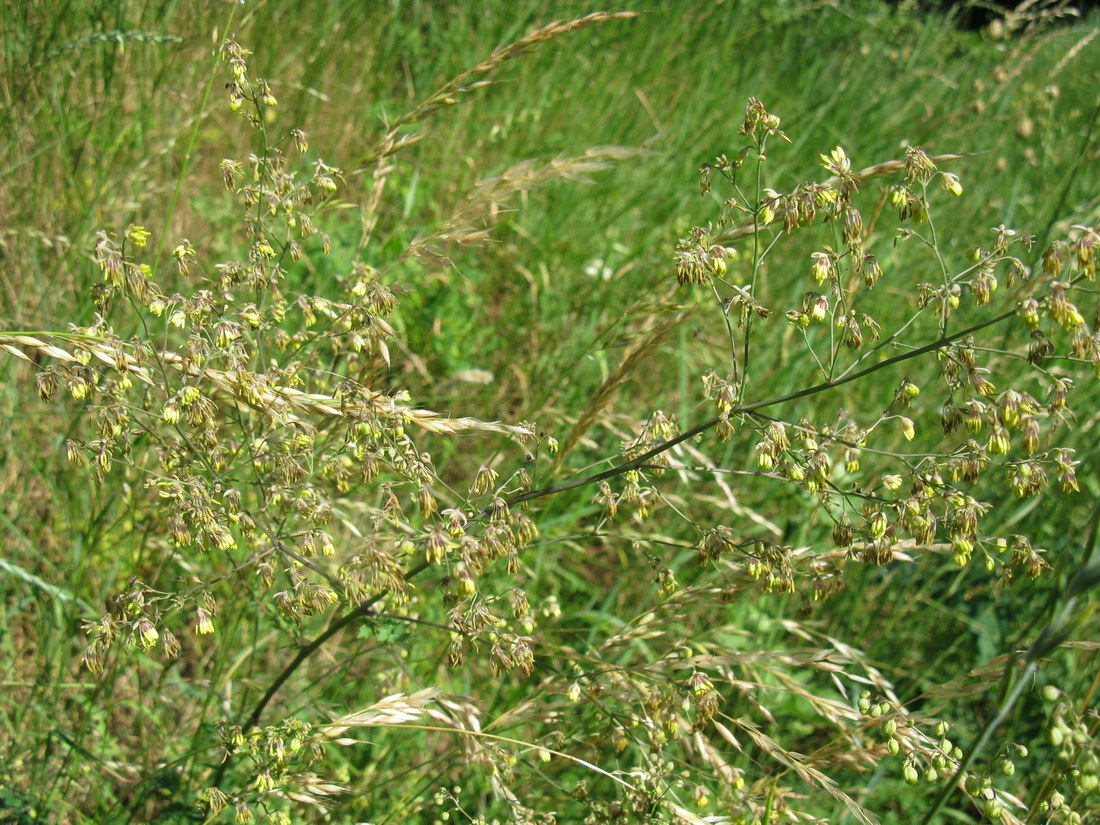 Image of Thalictrum minus specimen.