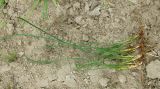 Juncus articulatus