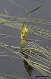 Sparganium angustifolium