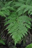 Athyrium monomachii. Вайи. Хабаровский край, Амурские столбы, смешанный лес. 21.07.2012.
