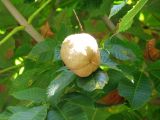 Aesculus glabra. Плод. Австрия, Вена, Народный парк. 10.09.2012.