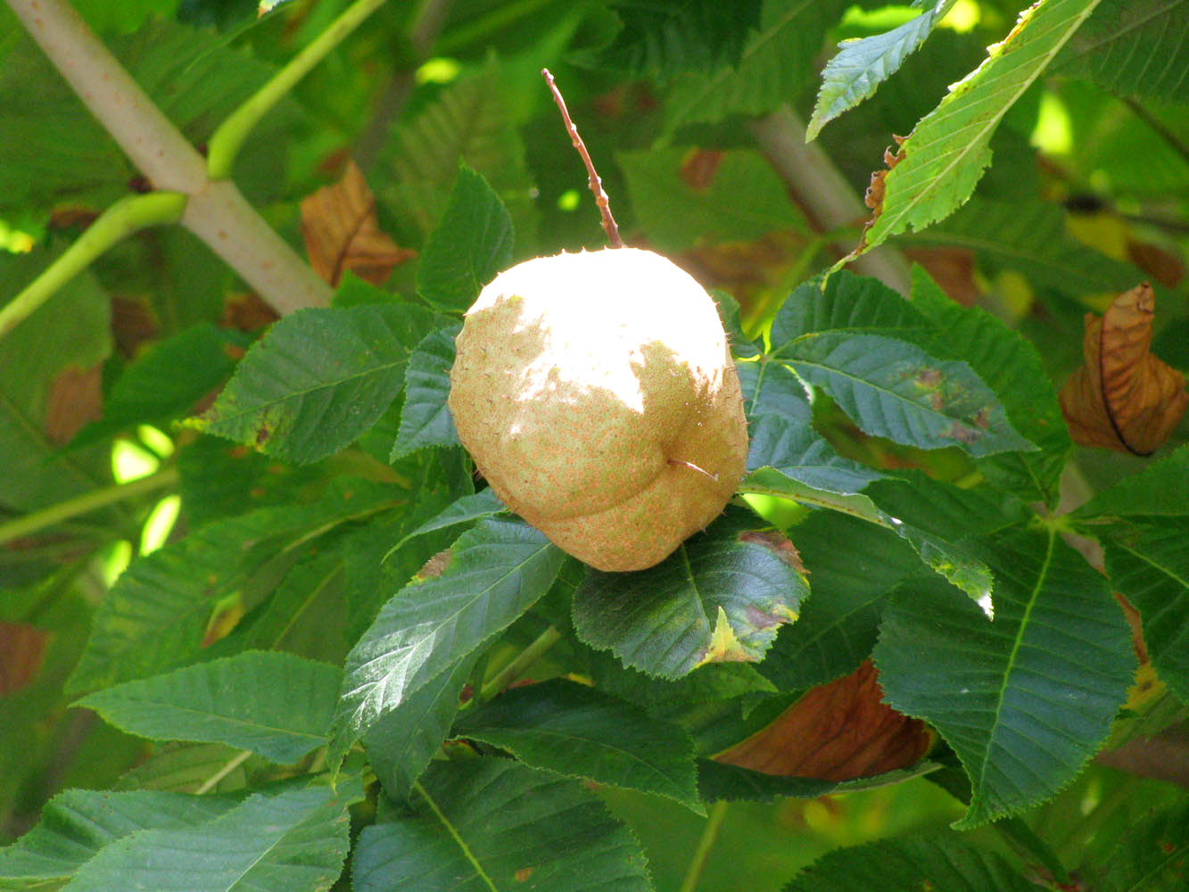 Изображение особи Aesculus glabra.