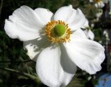 Anemone hupehensis. Цветок. Австрия, Вена, сквер на Schlickplatz. 10.09.2012.