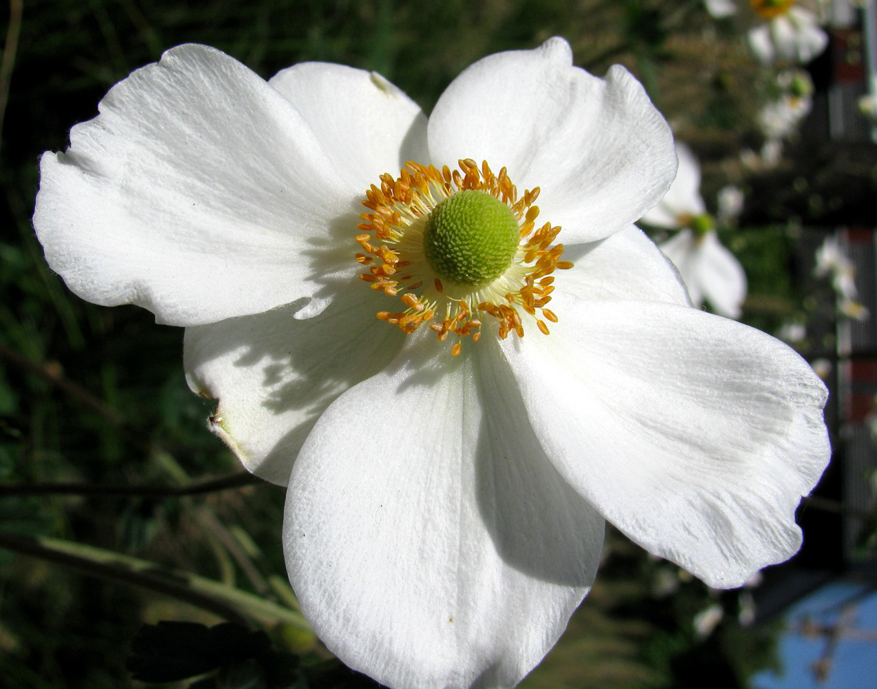 Изображение особи Anemone hupehensis.