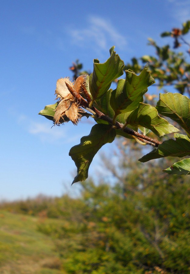 Image of Fagus &times; taurica specimen.