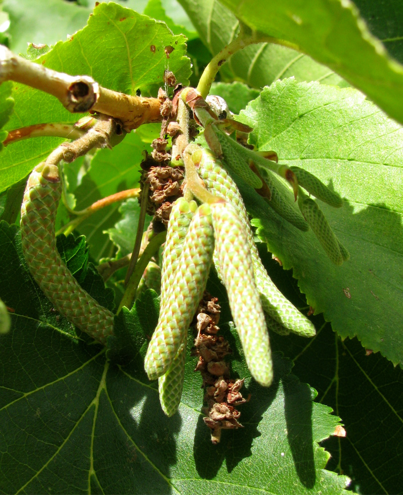 Image of Corylus colurna specimen.