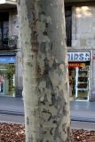 Platanus occidentalis. Часть ствола. Испания, автономное сообщество Каталония, провинция Барселона, Комарка Барселонес, г. Барселона. 8 июля 2012 г.