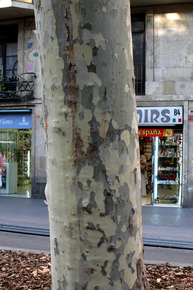 Изображение особи Platanus occidentalis.