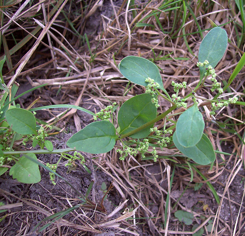 Image of Lipandra polysperma specimen.