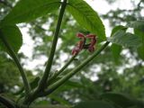 Juglans ailanthifolia. Женское соцветие. Сахалин, окр. г. Южно-Сахалинска, лесопарковая зона. Июнь 2012 г.