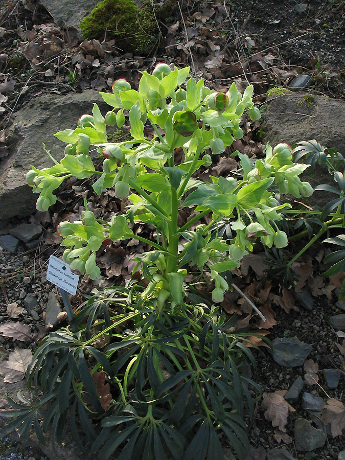 Изображение особи Helleborus foetidus.