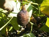 Aristolochia clematitis. Плод. Украина., Харьковская обл., пос. Песочин. 24.08.2012.