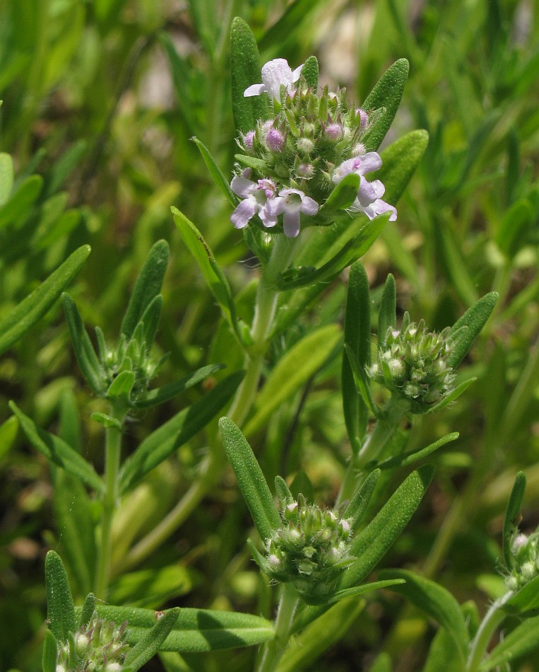 Изображение особи Thymus &times; dimorphus.