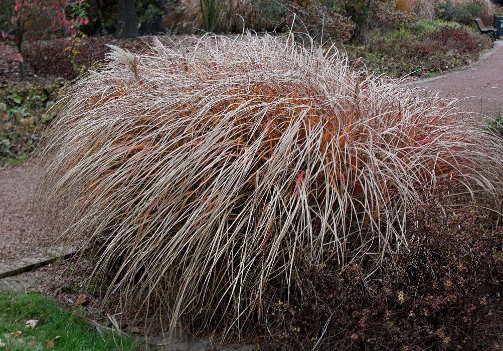 Изображение особи Miscanthus sinensis.