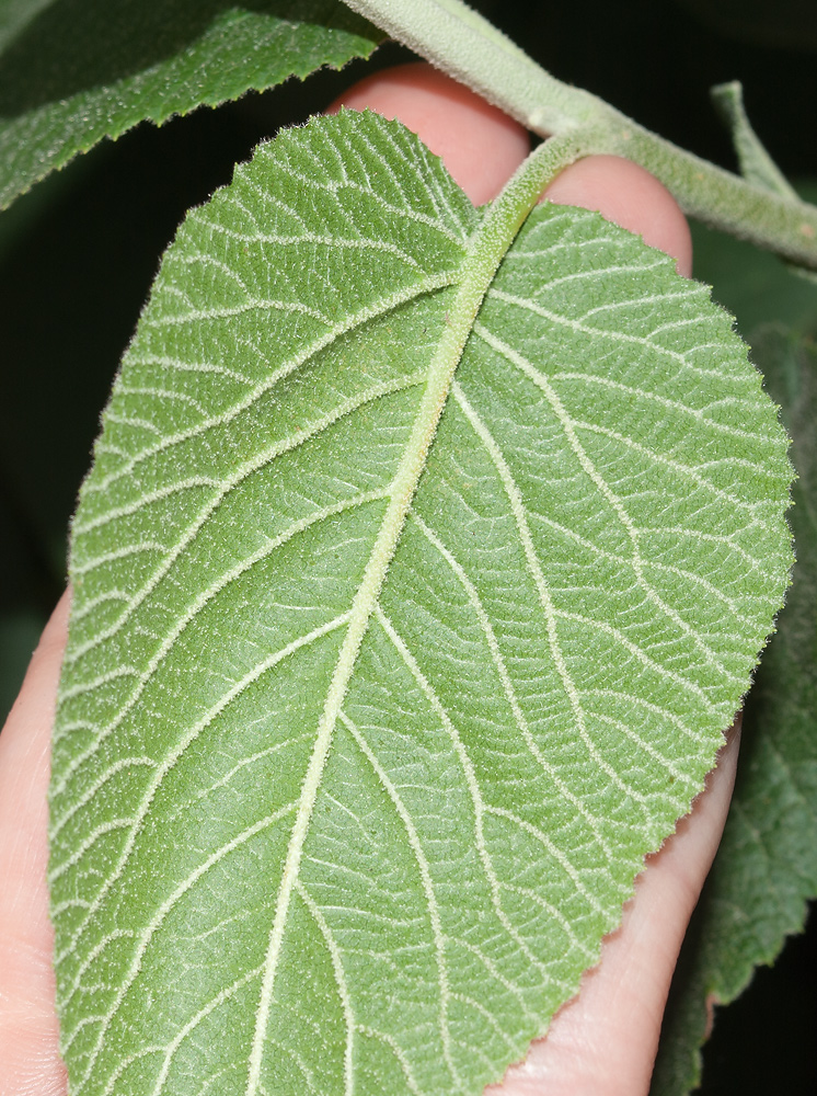 Image of Viburnum lantana specimen.