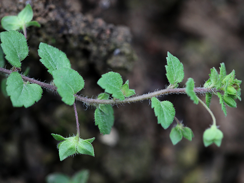 Image of Veronica persica specimen.