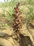 familia Scrophulariaceae