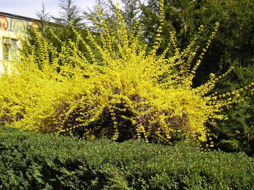 Image of genus Forsythia specimen.