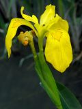 Iris pseudacorus. Цветок. Крым, Севастополь, Инкерман, р. Чёрная. 29 мая 2009 г.