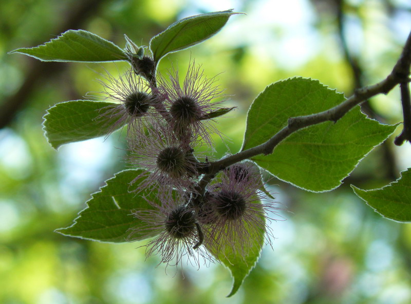 Image of Broussonetia papyrifera specimen.