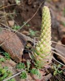 Orostachys malacophylla