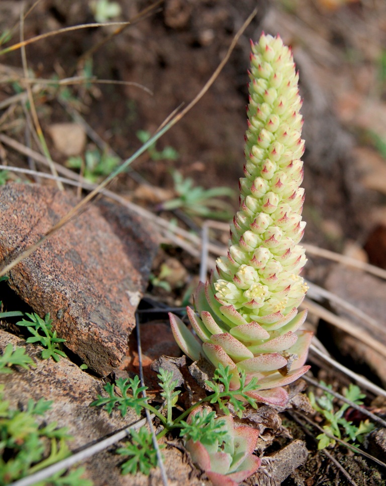 Изображение особи Orostachys malacophylla.