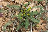 Astragalus atrovinosus