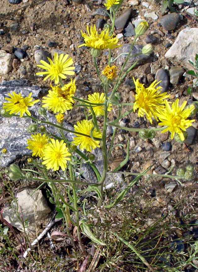 Изображение особи Crepis tectorum.