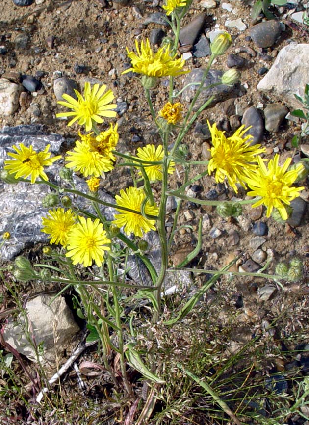 Изображение особи Crepis tectorum.