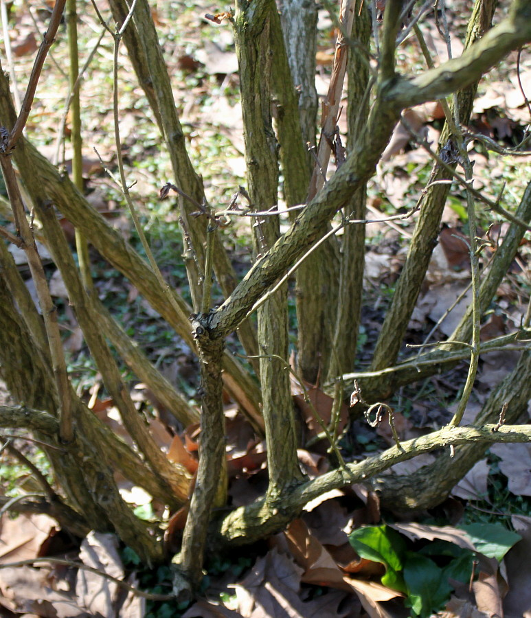 Image of Weigela middendorffiana specimen.