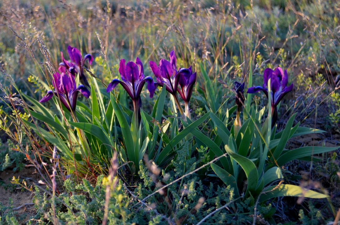 Image of Iris pumila specimen.