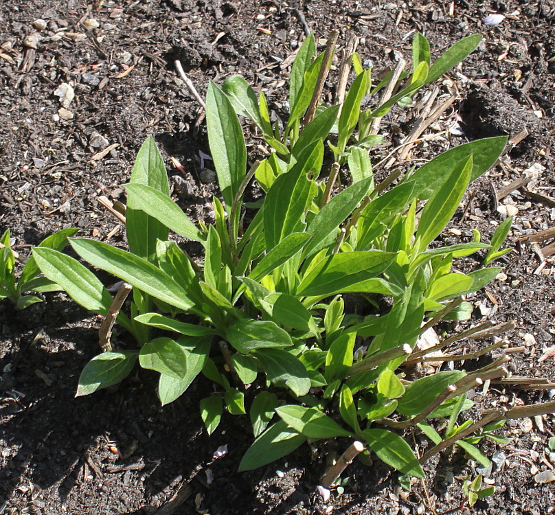 Image of genus Aster specimen.