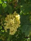 Vitis vinifera. Соплодие и листья. Греция, Крит, окр. Георгиуполиса, декоративная терраса. 17.08.2012.