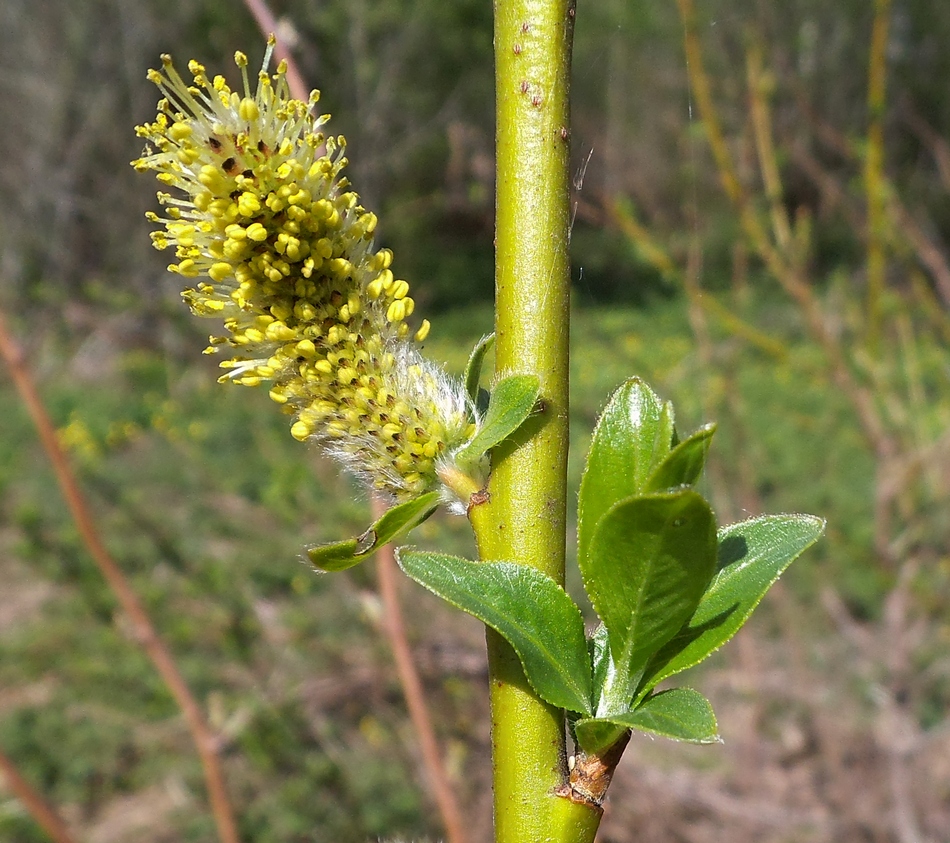 Image of Salix myrsinifolia specimen.