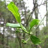 Lonicera orientalis. Побег с молодыми листьями и бутонизирующими соцветиями. Ставропольский край, г. Кисловодск, Курортный парк верхний, лес по склону горы. 12.04.2013.