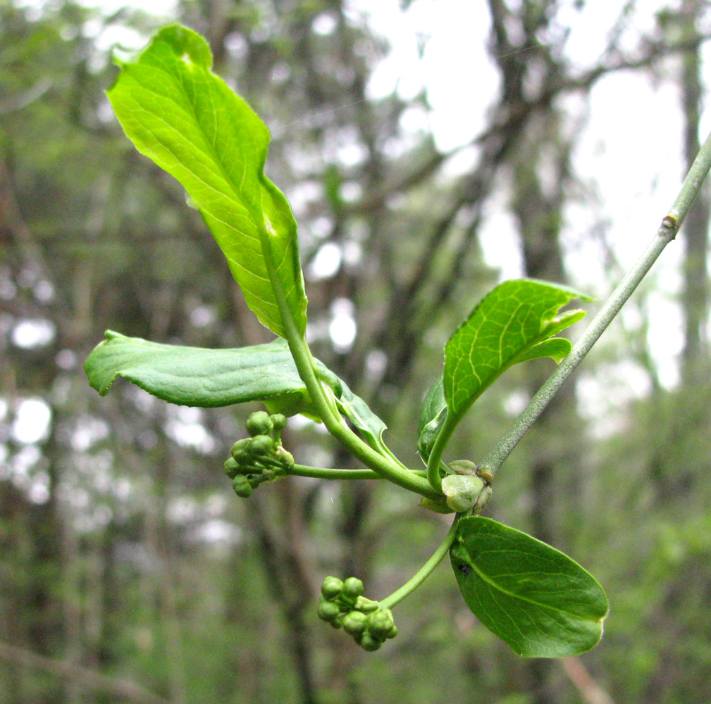 Изображение особи Lonicera orientalis.