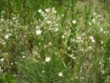 Eremogone rigida