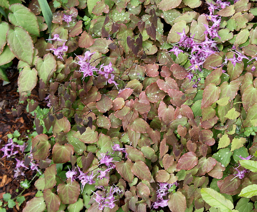 Image of Epimedium grandiflorum specimen.