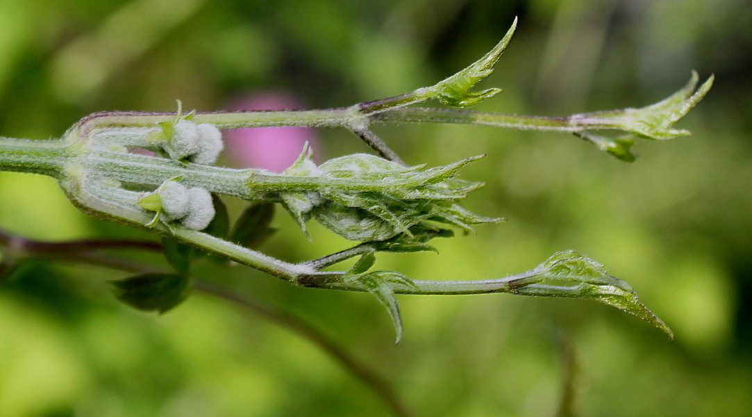 Изображение особи Clematis potaninii.