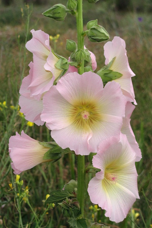 Изображение особи Alcea rosea.