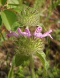 Clinopodium caucasicum. Верхушка растения с соцветием. Крым, Симферополь, Петровские скалы. 14.06.2013.