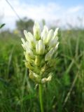 Astragalus cicer