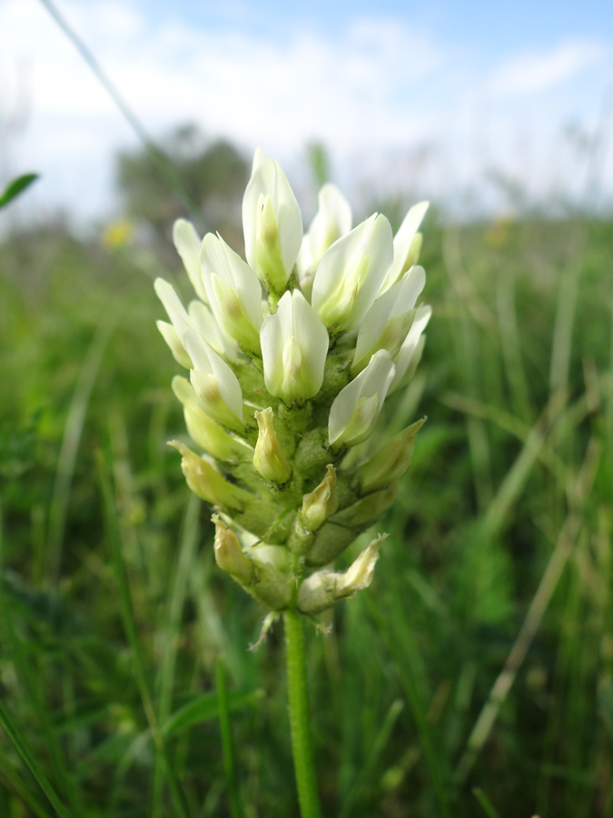 Image of Astragalus cicer specimen.