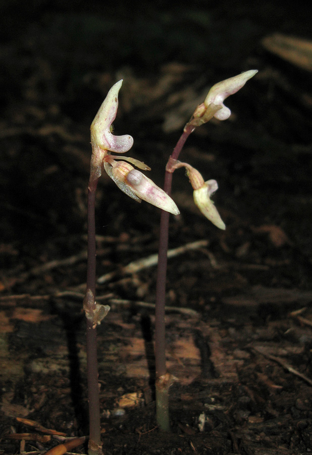 Image of Epipogium aphyllum specimen.