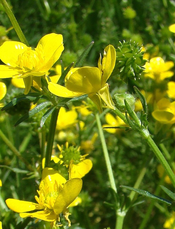 Изображение особи Ranunculus sardous.